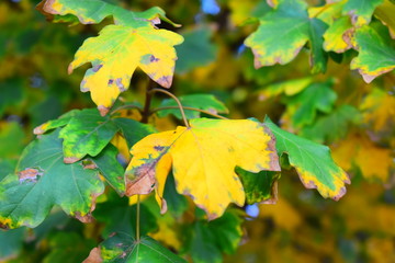 Leaves with yellow and green colors