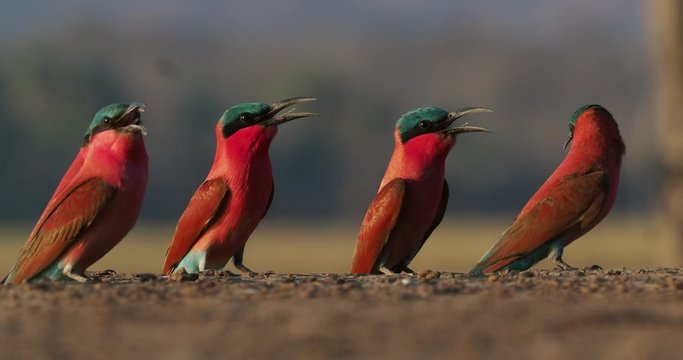 Beautiful red bird - Southern Carmine Bee-eater - Merops nubicus nubicoides flying and sitting on their nesting colony in Mana Pools Zimbabwe, Africa.
