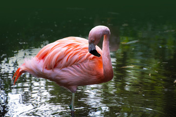 American Flamingo. The American flamingo (Phoenicopterus ruber) is a large species of flamingo also known as the Caribbean flamingo