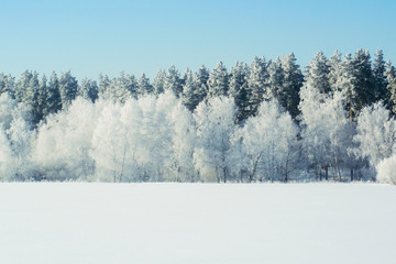 Winter snow forest background. Landscapes and cold nature, snowy trees. White ice scene and blue sky. Christmas frost. Frozen xmas. Outdoor wonderland. Panorama. Scenic view like in fairytale.