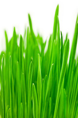 Fototapeta na wymiar Green grass isolated on a white background. Macrp photography.