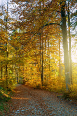 Autumnal colorful forest with path