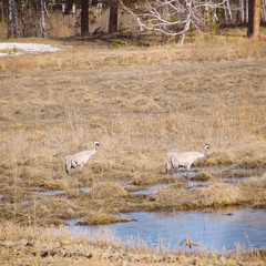 Obraz na płótnie Canvas Grey cranes, or common grus at some pond at early spring. Pair of birds and scenery of forest in Siberia, Russia, in April. Wildlife and nature.