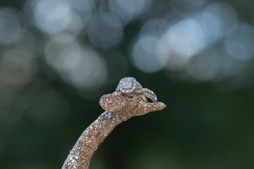 white gold wedding ring with diamonds  son top of gold pumkin stem with green bokeh background