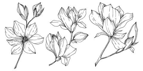 Vector Magnolia floral botanical flowers. Black and white engraved ink art. Isolated magnolia illustration element.