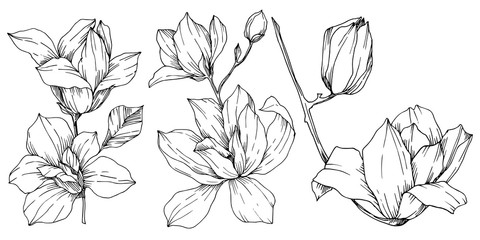 Vector Magnolia floral botanical flowers. Black and white engraved ink art. Isolated magnolia illustration element. © yanushkov