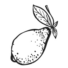 Cute single hand drawn lemon for menu, recipe and decor. Doodle vector illustration.