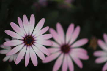 Fototapeta premium la diferentes flores gemelas 