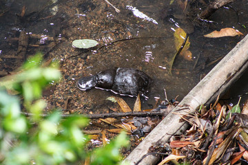 Schnabeltier in Australien