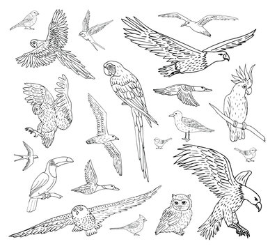Vector set bundle of different hand drawn doodle sketch wild birds isolated on white background