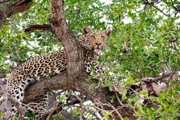 Fototapeta na wymiar A S. African Leopard High in a Tree