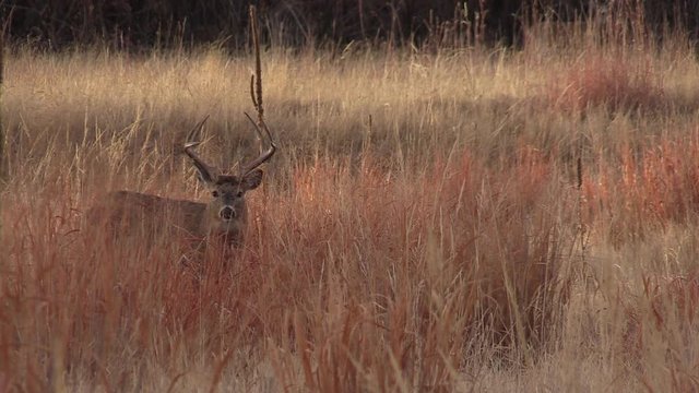 Whitetail Buck During the Fall Rut in Colorado