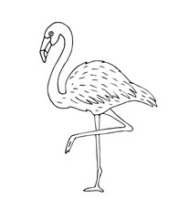 Vector hand drawn sketch doodle flamingo isolated on white background