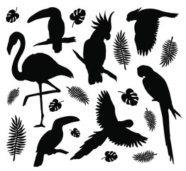 Vector set bundle of black tropical birds silhouette isolated on white background © Sweta