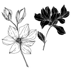 Vector Magnolia floral botanical flowers. Black and white engraved ink art. Isolated magnolia illustration element.