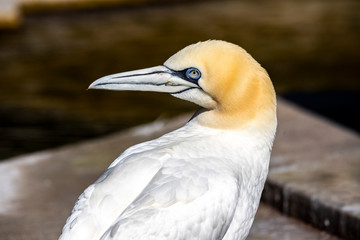 Basstölpel schaut zurück