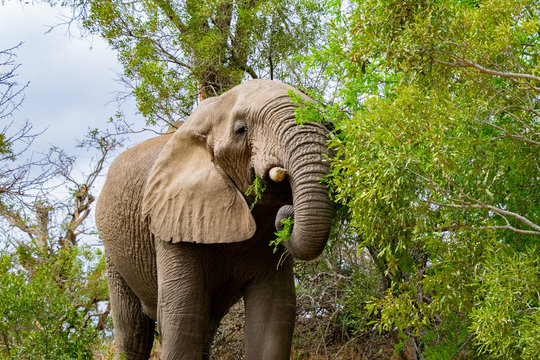 Bull Elephat Munching on a Tree