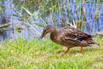 Duck walking on the grass