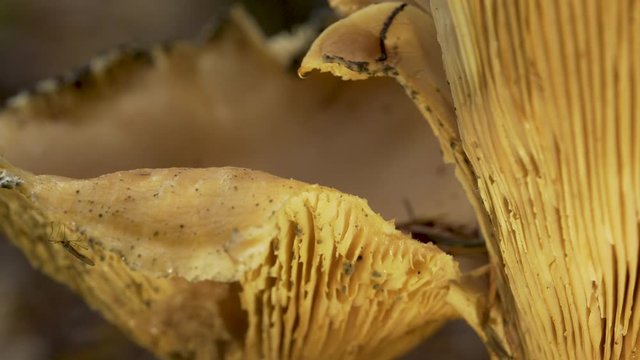 Macro de champignon