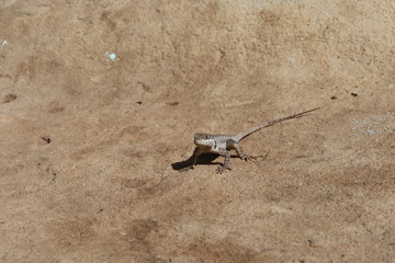 lizard on rock