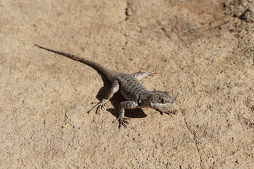 lizard on rock