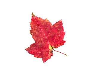 Autumn red imperfect maple leaf isolated