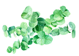 Obraz premium green branches and eucalyptus leaves, botanical painting, watercolor illustration