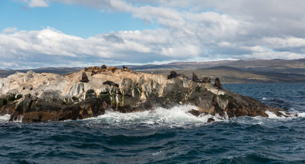 Fototapeta na wymiar Tiny island full of sea lions on the Beagle Channel, Tierra del Fuego, Argentina