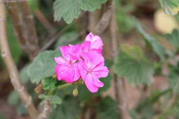 pink flower in garden