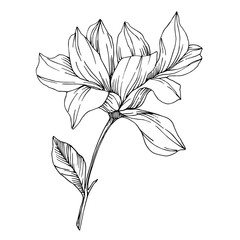 Vector Magnolia floral botanical flowers. Black and white engraved ink art. Isolated magnolia illustration element.