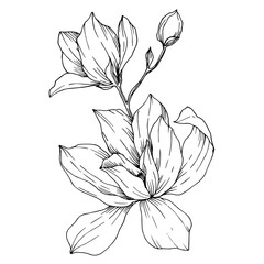 Vector Magnolia floral botanical flowers. Black and white engraved ink art. Isolated magnolia illustration element.