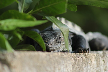 la fría mirada del reptil