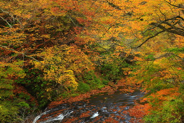 秋の葛丸渓流　一の滝