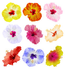 Set of beautiful tropical hibiscus flowers isolated on white