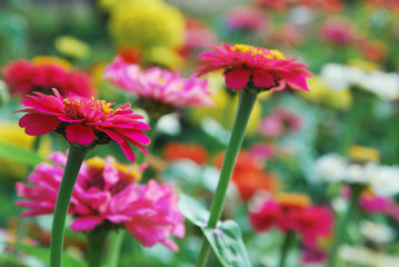 Bright zinnia flowers in sunny garden