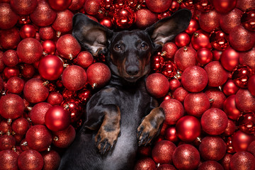 christmas santa claus dog and xmas balls or baubles as background