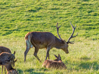 Perthshire / Szkocja - 25 sierpień 2019: Zwierzęta obok Zamku Blair w sierpniowy słoneczny dzień © Adam Wrobel