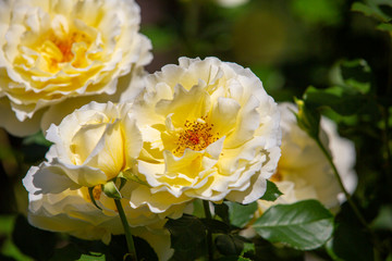 Close-up image of  roses from the International Rose  Garden in Portland, Oregon.