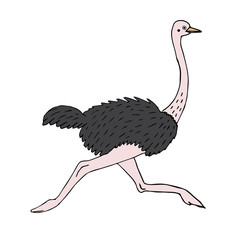 Vector hand drawn colored sketch doodle ostrich isolated on white background