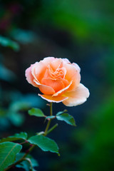 Close-up image of  roses from the International Rose  Garden in Portland, Oregon.