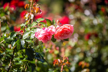 Close-up image of  roses from the International Rose  Garden in Portland, Oregon.