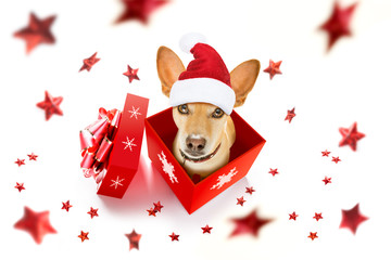 christmas santa claus dog