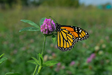 butterfly on flower