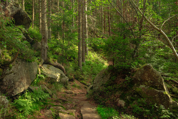 spring time fairy tale mountain forest wilderness scenery landscape colorful bright natural environment of pine trees and picturesque rocks 