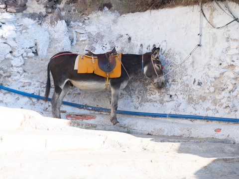 Donkey Used to Transport Tourists in Santorini Greece