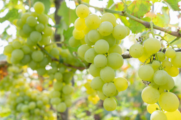 intertwined juicy fruit of grapes in a green garden