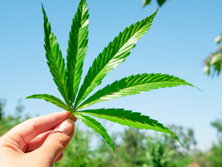 green cannabis leaf in hand against blue light sky
