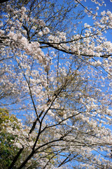 日向市馬ケ背の桜