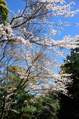 日向市馬ケ背の桜