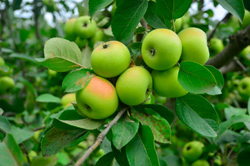 Branch with apples